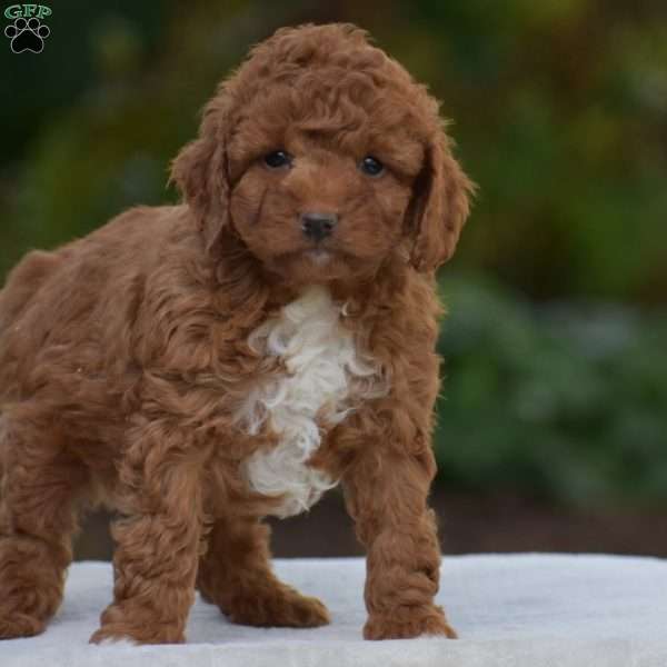 Kaspar, Miniature Poodle Puppy